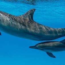 Раскрыт секрет общения самок дельфинов с детенышами