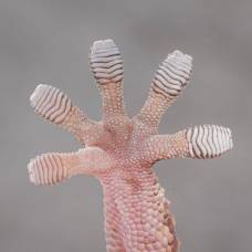 13 приспособлений, при помощи которых животные и человек преодолевают гравитацию