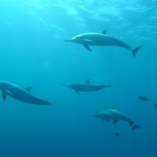 Дельфины спасли человека от нападения акулы, который был укушен и потерял много крови