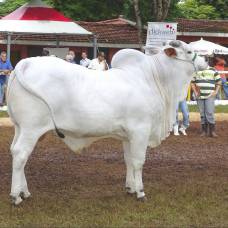 Корова породы нелор стала самой дорогой коровой в мире