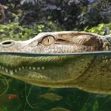 В таиланде обнаружен новый вид аллигаторов