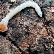 Личинка плодовой златки (лат. capnodis cariosa)