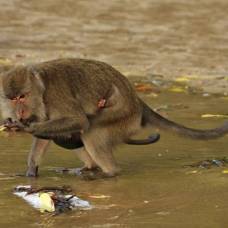 Почему человек живет у водоемов, а обезьяны нет?