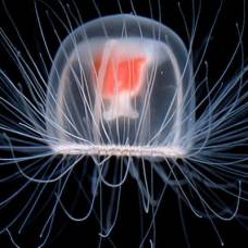 Океанологи обнаружили медузу возрастом около 66 миллионов лет