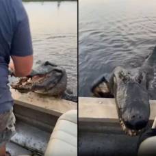 Огромный аллигатор запрыгнул в лодку и набросился на туристов