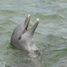 Можно ли измерить iq дельфинов?