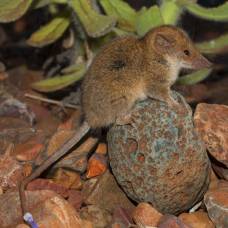 В австралии открыли 2 новых вида животных
