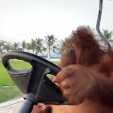 Самка орангутана из дубая освоила вождение электрокара