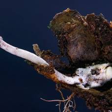 Найден гриб-зомби, который медленно мумифицирует жертв