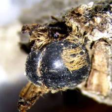 Ученые нашли 3000-летние мумии пчел невероятной сохранности