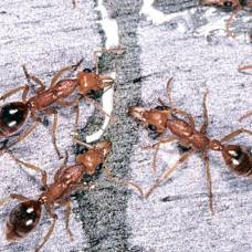 Nothomyrmecia macrops - живое ископаемое среди современных муравьёв