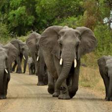 Слоны обращаются друг к другу по имени