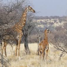 В африке отыскали жирафа без пятен
