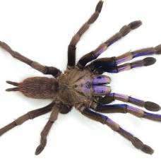 Открыт новый вид сине-фиолетовых пауков-птицеедов