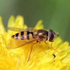 Пчел в австралии хотят заменить мухами