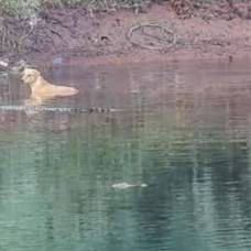 Крокодилы проявили сострадание и спасли собаку, упавшую в реку