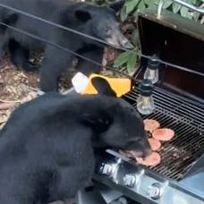 В сша медведи ворвались на пикник и съели все котлеты