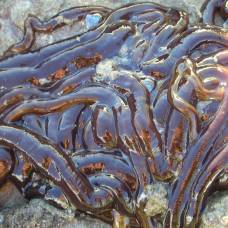 Линеус длиннейший (лат. lineus longissimus) - самый длинный червь