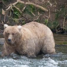 Заповедник на аляске определил самого толстого медведя в этом году