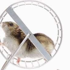 Почему крысы и белки бегают в колесе?