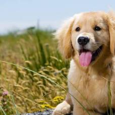 Ученые открыли ген долголетия у популярной породы собак