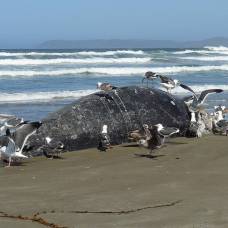 Почему сотни серых китов умирают на побережье сша?