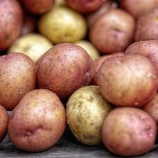 В чем польза картофеля для организма человека