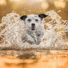 Объявлены победители премии dog photography awards 2023