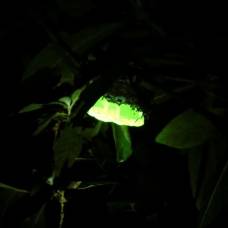 Вьетнамские осы делают светящиеся гнезда