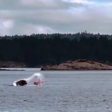 Схватка морского льва с осьминогом попала на видео