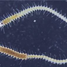 Как морские черви научились «отбрасывать хвост» с мозгом и глазами для размножения