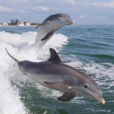 Дельфины-Афалины способны ощущать очень слабые электрические поля