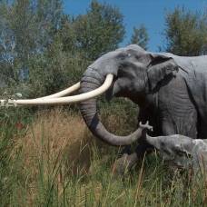 Неандертальцы охотились на гигантских слонов, которые были вдвое тяжелее мамонтов