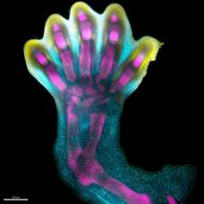 Ученые выяснили, как растут пальцы рук и ног человека