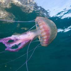 Удивительных факты из мира медуз