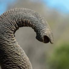 Как у слонов появились хоботы?