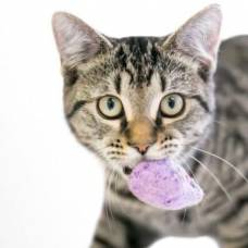 Кошки манипулируют хозяевами в играх с принесением предметов