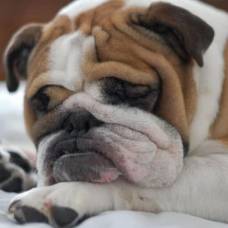 Форма головы повлияла на сон плоскомордых собак