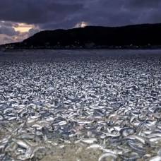 На японский пляж выбросило 1200 тонн рыбы