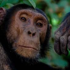 Шимпанзе могут помнить лица друзей и родственников до конца жизни