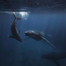 Ученые смогли «поговорить» с китом