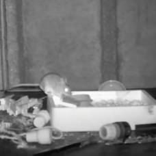Мышь попала на видео, когда она каждую ночь занималась уборкой