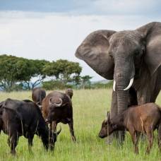 Нзоу, слон среди буйволов