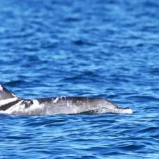 В австралии обнаружили дельфина с необычным окрасом