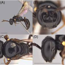 Новые виды пчел подсказали решение загадки миченера