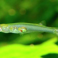 Сантиметровая рыбка издает звуки, сравнимые с шумом реактивного двигателя