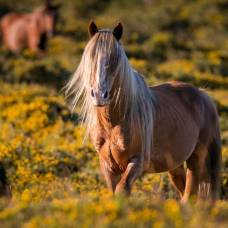 Лошади оказались способны различать эмоции человека по запаху