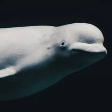 Почему у некоторых китов наступает менопауза
