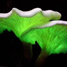 Многие грибы могут излучать видимый свет