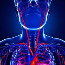 Почему артерия на шее называется сонной?